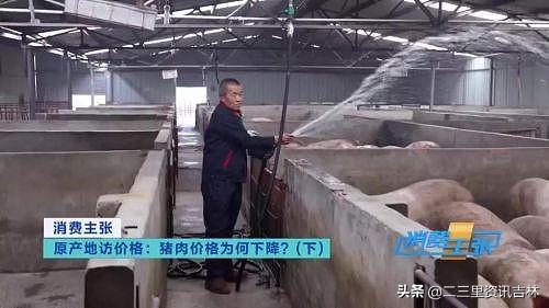 肉毛猪最新价格动态及市场分析